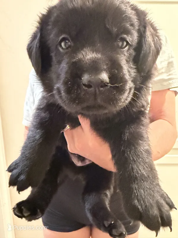Bailey  – Labrador Retriever puppy for sale in El Cajon, CA