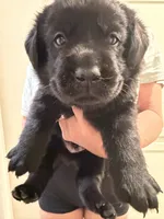 Bailey , a female Labrador Retriever for sale in El Cajon, CA – 1 of 1