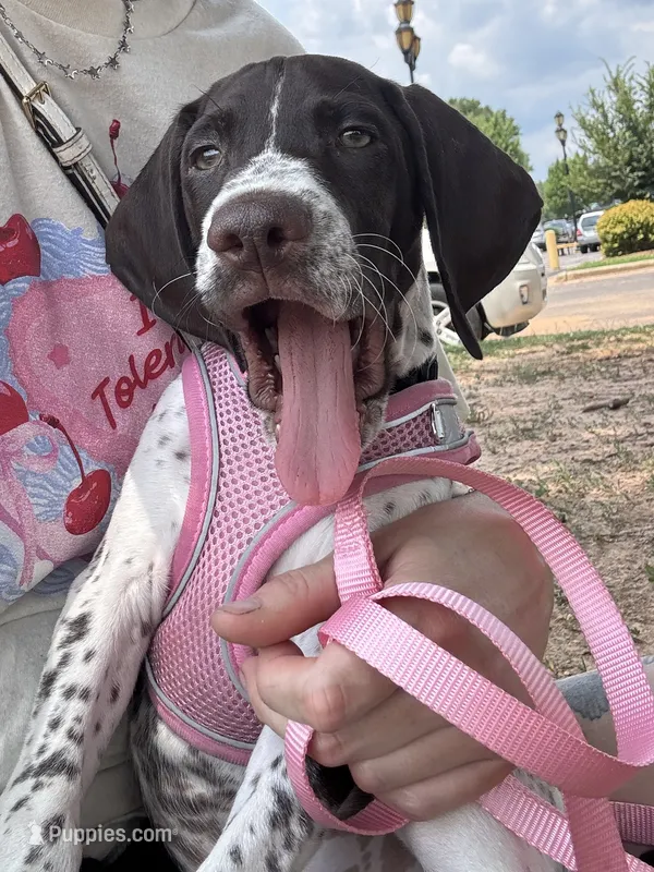 Frog – German Shorthaired Pointer puppy for sale in Dunn, NC