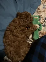 dusty , a male Cavapoo and Poodle - Standard  for sale in Gardena, CA – 9 of 10