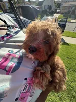dusty , a male Cavapoo and Poodle - Standard  for sale in Gardena, CA – 8 of 10