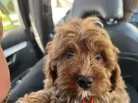 dusty , a male Cavapoo and Poodle - Standard  for sale in Gardena, CA – 10 of 10