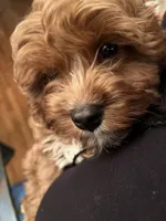 dusty , a male Cavapoo and Poodle - Standard  for sale in Gardena, CA – 6 of 10