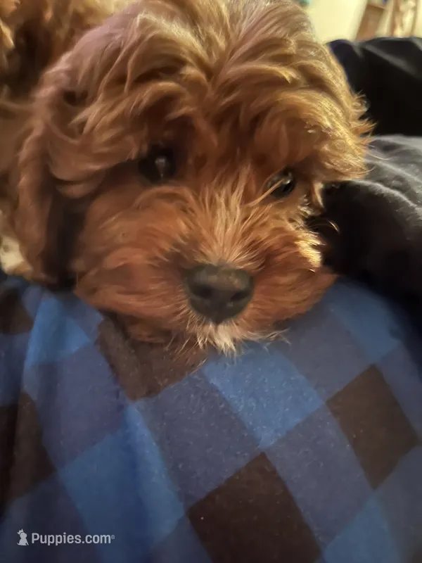 dusty  – Cavapoo, Poodle - Standard  puppy for sale in Gardena, CA