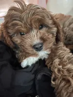 dusty , a male Cavapoo and Poodle - Standard  for sale in Gardena, CA – 5 of 10