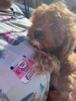 dusty , a male Cavapoo and Poodle - Standard  for sale in Gardena, CA – 3 of 10