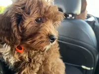 dusty , a male Cavapoo and Poodle - Standard  for sale in Gardena, CA – 7 of 10