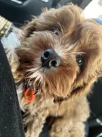 dusty , a male Cavapoo and Poodle - Standard  for sale in Gardena, CA – 4 of 10