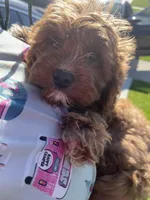 dusty , a male Cavapoo and Poodle - Standard  for sale in Gardena, CA – 2 of 10