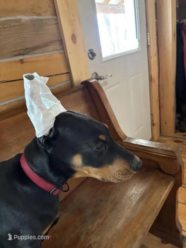 Magnum – Doberman Pinscher puppy for sale in Verndale, MN