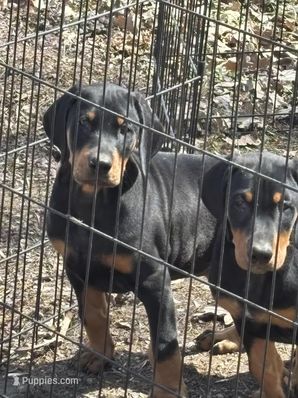 Magnum, a male Doberman Pinscher for sale in Verndale, MN – Photo 1 of 1