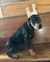 Magnun, a male Doberman Pinscher for sale in Verndale, MN – 4 of 7
