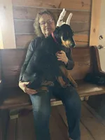 Magnun, a male Doberman Pinscher for sale in Verndale, MN – 3 of 7