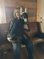 Magnun, a male Doberman Pinscher for sale in Verndale, MN – 2 of 7
