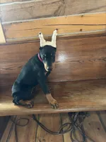 Magnun, a male Doberman Pinscher for sale in Verndale, MN – 6 of 7