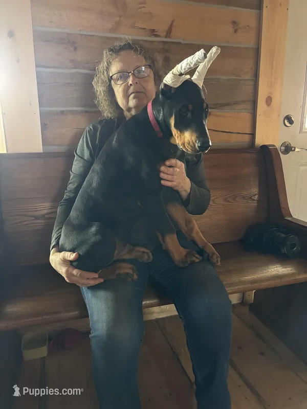 Magnun – Doberman Pinscher puppy for sale in Verndale, MN