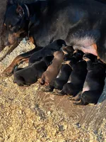 Magnun, a male Doberman Pinscher for sale in Verndale, MN – 7 of 7