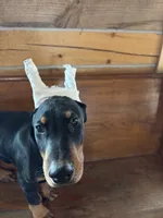 Magnun, a male Doberman Pinscher for sale in Verndale, MN – 5 of 7