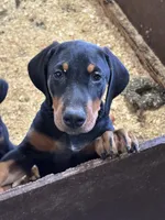 Ruger, a male Doberman Pinscher for sale in Verndale, MN – Photo 3 of 4