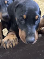 Ruger, a male Doberman Pinscher for sale in Verndale, MN – Photo 4 of 4