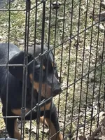 Ruger, a male Doberman Pinscher for sale in Verndale, MN – Photo 2 of 4