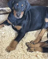 Ruger, a male Doberman Pinscher for sale in Verndale, MN – Photo 1 of 4