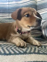 Lily, a female Australian Cattle Dog and Pembroke Welsh Corgi for sale in Sturgis, MI – 3 of 4