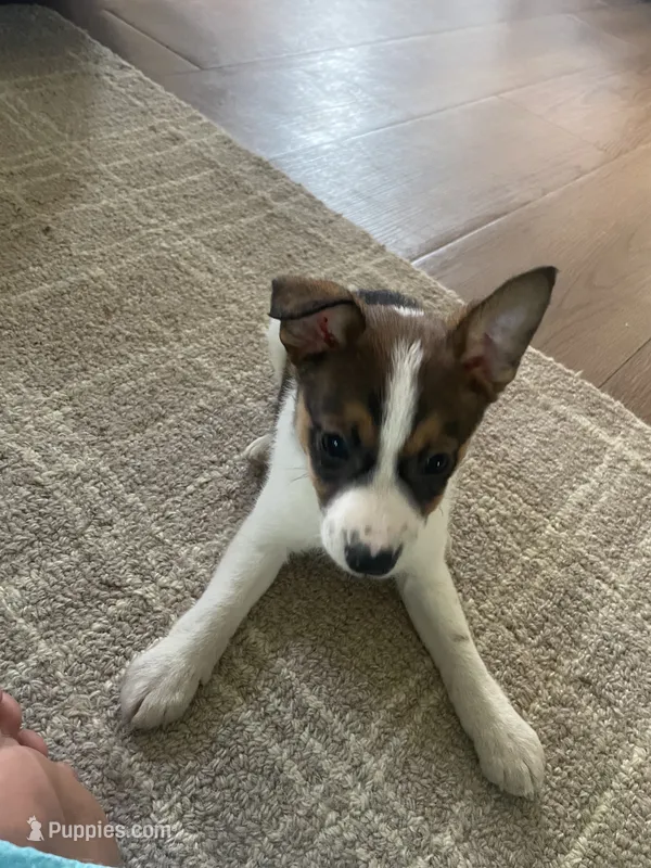 Buster – Chihuahua puppy for sale in Sturgis, MI