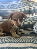 Lily, a female Australian Cattle Dog and Pembroke Welsh Corgi for sale in Sturgis, MI – 2 of 4