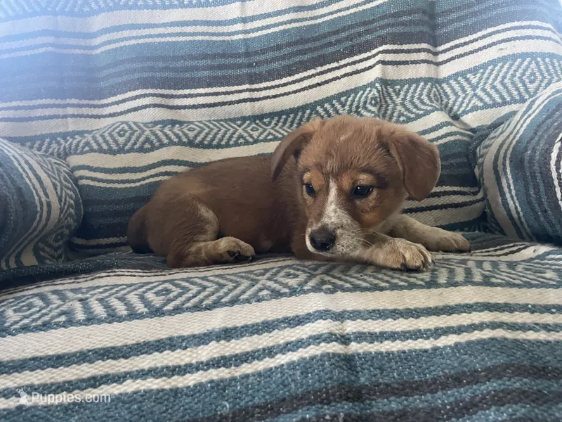 Lily – Australian Cattle Dog, Pembroke Welsh Corgi puppy for sale in Sturgis, MI