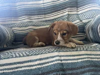 Lily, a female Australian Cattle Dog and Pembroke Welsh Corgi for sale in Sturgis, MI – 1 of 4