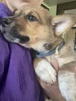 Remi, a male Australian Cattle Dog and Pembroke Welsh Corgi for sale in Sturgis, MI – 2 of 4