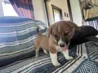 Bailey, a female Australian Cattle Dog and Pembroke Welsh Corgi for sale in Sturgis, MI – 2 of 3
