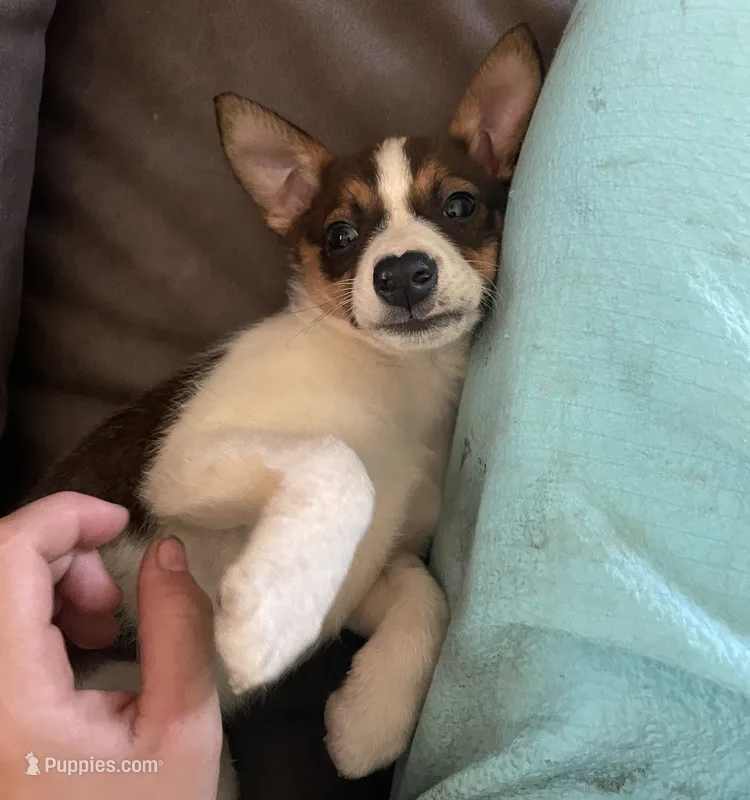 Buster – Chihuahua puppy for sale in Sturgis, MI