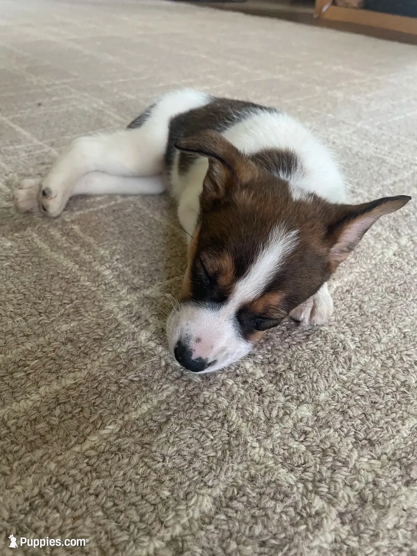 Buster, a male Chihuahua for sale in Sturgis, MI – 5 of 7