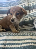 Lily, a female Australian Cattle Dog and Pembroke Welsh Corgi for sale in Sturgis, MI – 4 of 4