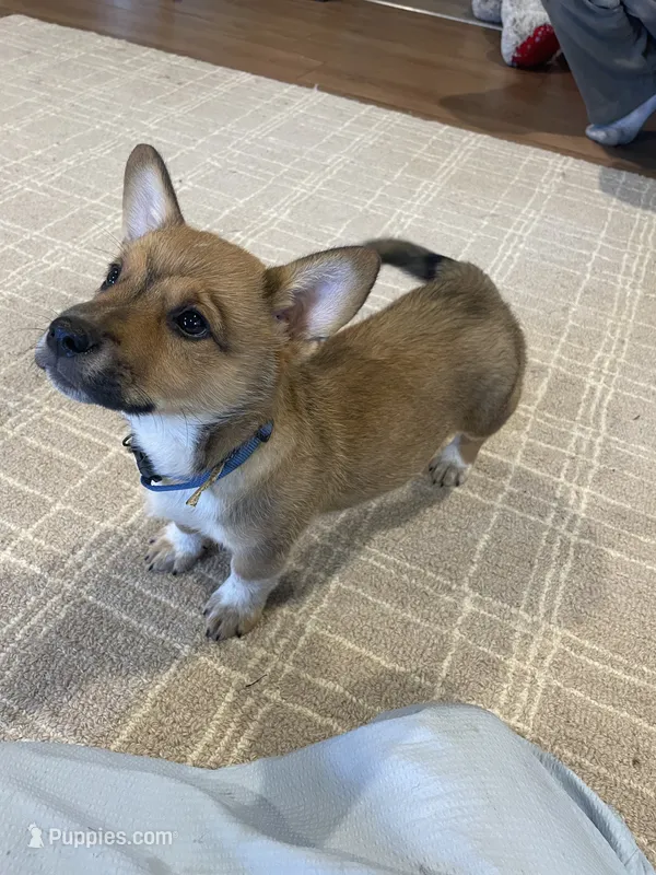 Remi – Australian Cattle Dog, Pembroke Welsh Corgi puppy for sale in Sturgis, MI