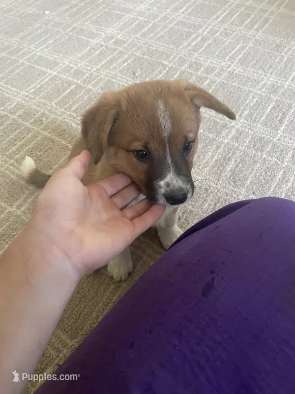 Bailey – Australian Cattle Dog, Pembroke Welsh Corgi puppy for sale in Sturgis, MI