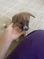 Bailey, a female Australian Cattle Dog and Pembroke Welsh Corgi for sale in Sturgis, MI – 1 of 3
