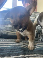 Remi, a male Australian Cattle Dog and Pembroke Welsh Corgi for sale in Sturgis, MI – 4 of 4