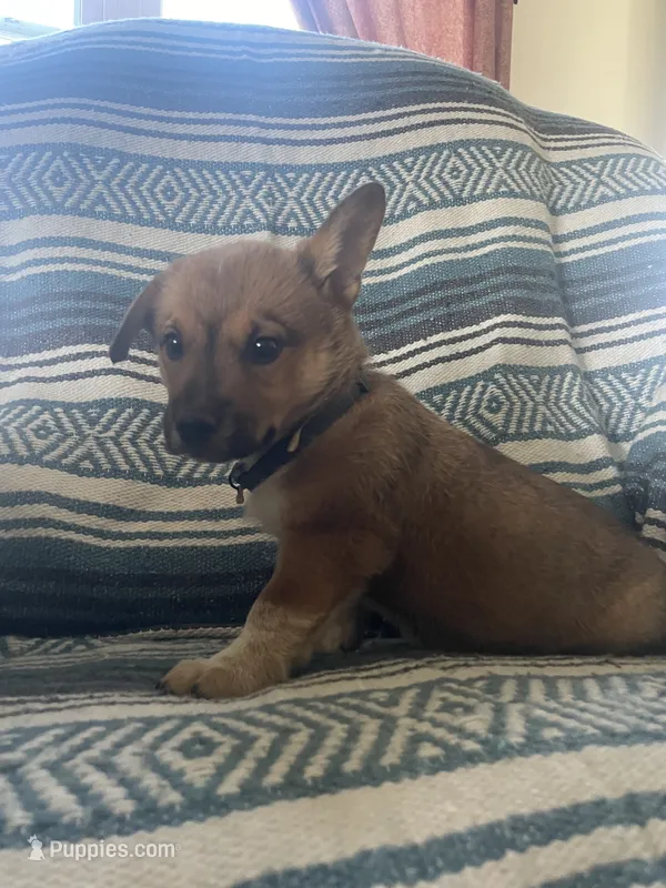 Remi – Australian Cattle Dog, Pembroke Welsh Corgi puppy for sale in Sturgis, MI