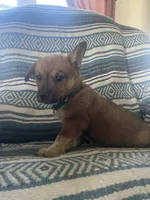 Remi, a male Australian Cattle Dog and Pembroke Welsh Corgi for sale in Sturgis, MI – 1 of 4