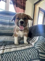 Bailey, a female Australian Cattle Dog and Pembroke Welsh Corgi for sale in Sturgis, MI – 3 of 3