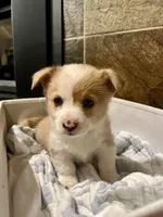 Angel, a female Pembroke Welsh Corgi for sale in Fort Worth, TX – Photo 1 of 3