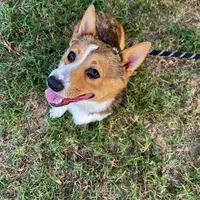 Angel, a female Pembroke Welsh Corgi for sale in Fort Worth, TX – Photo 3 of 3