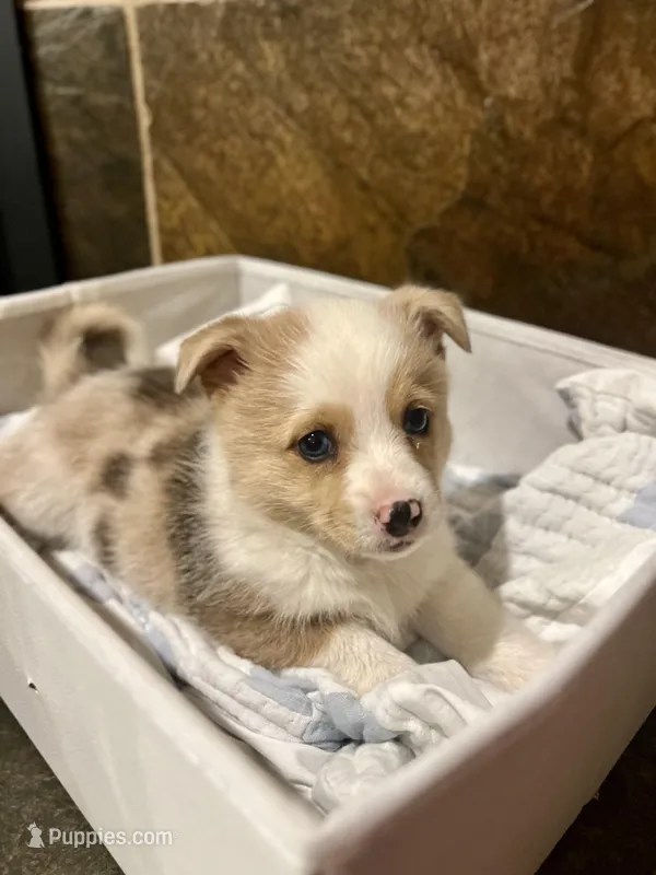 Dolly – Pembroke Welsh Corgi puppy for sale in Fort Worth, TX