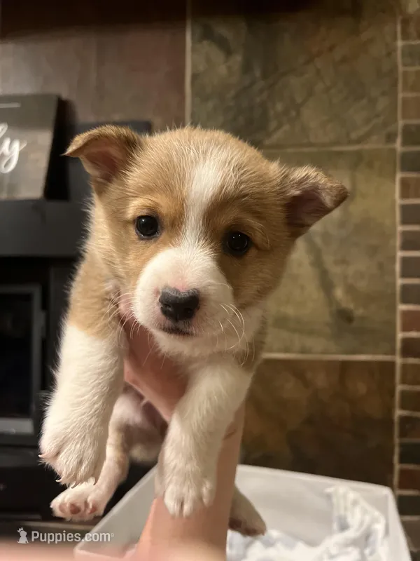 Rocket – Pembroke Welsh Corgi puppy for sale in Fort Worth, TX