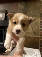 Rocket, a male Pembroke Welsh Corgi for sale in Fort Worth, TX – Photo 1 of 3