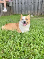 Star, a male Pembroke Welsh Corgi for sale in Fort Worth, TX – Photo 2 of 3