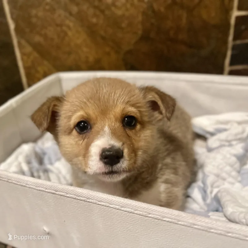 Star – Pembroke Welsh Corgi puppy for sale in Fort Worth, TX